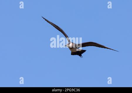 Schmarotzer-Raubmöwe, Schmarotzerraubmöwe, helle Morphe, Flug, Flugbild, Fliegend, Raubmöwe, Raubmöwen, Stercorarius parasiticus, parasite Jaeger, AR Banque D'Images