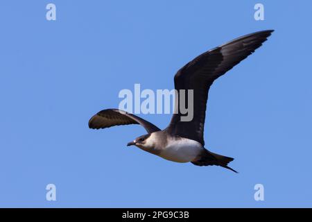 Schmarotzer-Raubmöwe, Schmarotzerraubmöwe, helle Morphe, Flug, Flugbild, Fliegend, Raubmöwe, Raubmöwen, Stercorarius parasiticus, parasite Jaeger, AR Banque D'Images