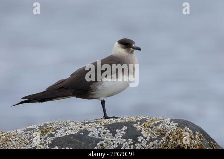 Schmarotzer-Raubmöwe, Schmarotzerraubmöwe, helle Morphe, Raubmöwe, Raubmöwen, Stercorarius parasiticus, parasite Jaeger, Arctic Skua, parasite Skua, Banque D'Images