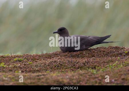 Schmarotzer-Raubmöwe, Schmarotzerraubmöwe, dunkle Morphe, Raubmöwe, Raubmöwen, Stercorarius parasiticus, parasite Jaeger, Arctic Skua, parasite Skua Banque D'Images