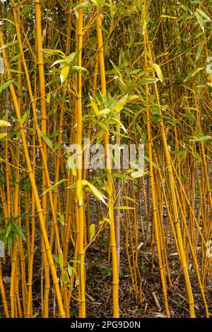 Cannes en bambou Golden Grove, Phyllostachys Aureosulcata Banque D'Images