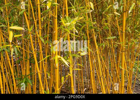 Cannes en bambou Golden Grove, Phyllostachys Aureosulcata Banque D'Images