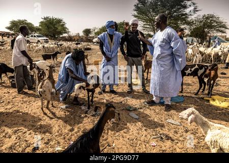 Brahim Ramdhane (à droite), ancien esclave et fondateur de son ONG Fondation Sahel, ici au marché de la chèvre à Nouakshott en Mauritanie. Presque tous les week-ends, il se rend dans sa ville natale de Boutilimit pour rendre visite à sa famille. Il lutte contre l'esclavage, contre l'oppression de sa tribu Haratin et pour des opportunités éducatives équitables depuis qu'il s'est libéré comme adolescent. Banque D'Images