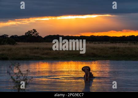 Un Hippopotamus Hippopotamus amphibius nawns dans le coucher de soleil d'or reflété dans un pan dans le parc national de Hwange. Banque D'Images