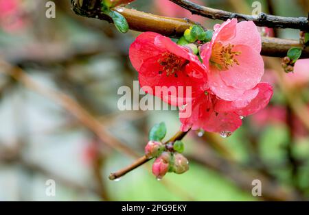 Cydonia ou Chaenomeles japonica ou le coing de Maule. Détail de jolies fleurs rouges d'un coing japonais couvert de gouttes de pluie. Banque D'Images