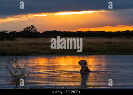 Un Hippopotamus Hippopotamus amphibius nawns dans le coucher de soleil d'or reflété dans un pan dans le parc national de Hwange. Banque D'Images