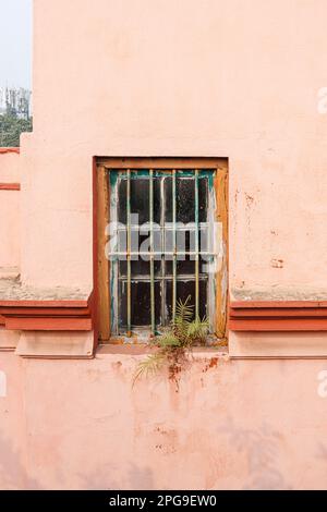 Une fenêtre barrée en ruine avec la fougères poussant dans un mur rose d'un bâtiment local, Fariapukur, Shyam Bazar, Kolkata (Calcutta), Bengale-Occidental, Inde Banque D'Images