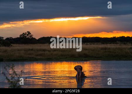 Un Hippopotamus Hippopotamus amphibius nawns dans le coucher de soleil d'or reflété dans un pan dans le parc national de Hwange. Banque D'Images