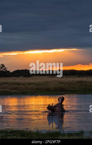 Un Hippopotamus Hippopotamus amphibius nawns dans le coucher de soleil d'or reflété dans un pan dans le parc national de Hwange. Banque D'Images