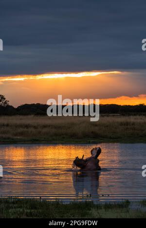 Un Hippopotamus Hippopotamus amphibius nawns dans le coucher de soleil d'or reflété dans un pan dans le parc national de Hwange. Banque D'Images