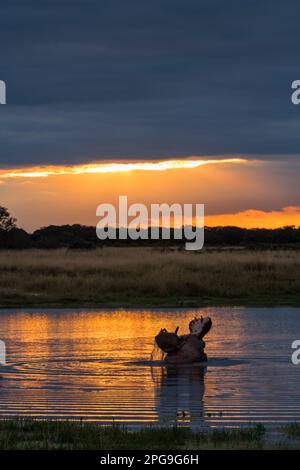 Un Hippopotamus Hippopotamus amphibius nawns dans le coucher de soleil d'or reflété dans un pan dans le parc national de Hwange. Banque D'Images