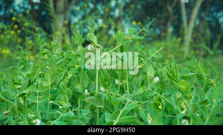 Des fleurs de différentes couleurs ont fleuri dans les champs de culture du Bangladesh. Fleurs de pois blanc rouge bleu sur fond vert. Banque D'Images