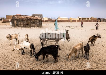 Les enfants de l'école coranique dans le district de Darbedda, appartiennent principalement à la tribu défavorisée de Haratin et sont en mesure d'aller à l'école coranique grâce à l'aide de l'ONG Fondation Sahel de Brahim Ramdhane à Nouakshott en Mauritanie. Banque D'Images