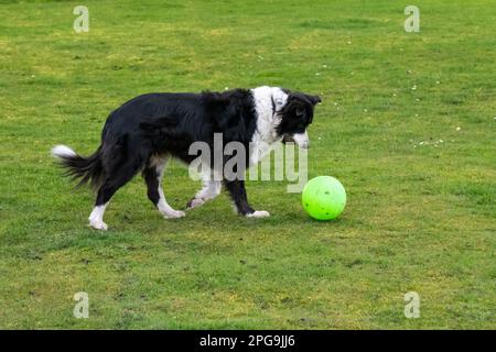 Chien Border Collie mature jouant à l'extérieur avec un football vert dans un champ avec une herbe courte tout en tenant une balle de tennis dans sa bouche. Banque D'Images