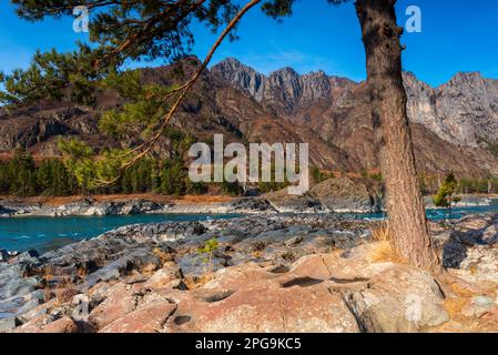 L'arbre pousse près des berges en pierre de roche volcanique sur la rivière Katun, dans l'Altaï, en Sibérie. Rapides d'Elandinsky. Banque D'Images