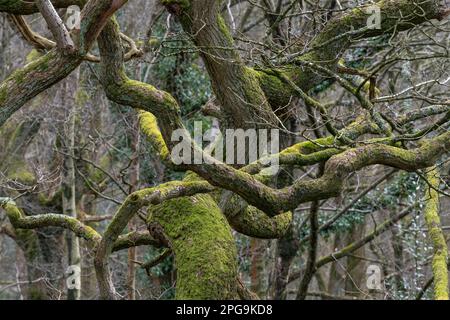 Un enchevêtrement de branches d'un vieux chêne anglais à la fin de l'hiver avec de la mousse sur les branches. Banque D'Images