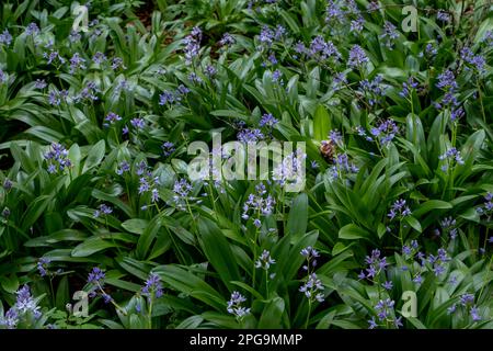 Callioul pyrénéen ( Scilla lilio-jacinthus) fleurs violettes Banque D'Images