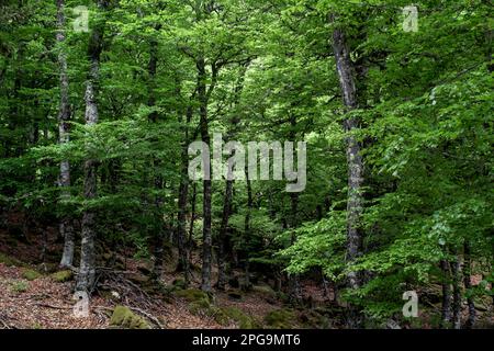 Hêtre européen (Fagus sylvatica) arbres à feuillage vert frais, forêt atlantique à feuilles larges au printemps Banque D'Images