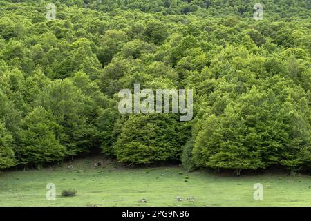 Forêt verte de hêtre (Fagus sylvatica) au printemps Banque D'Images