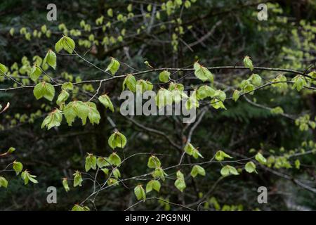 Hêtre européen (Fagus sylvatica) feuillage de printemps vert frais, foyer sélectif Banque D'Images