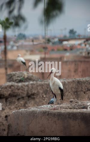 cicogne sulla mura della medina di marrakech, marocco, magreb, afrique du nord Banque D'Images