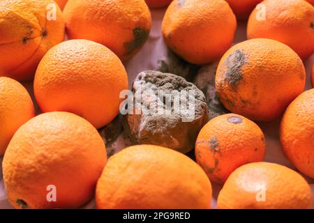 Une orange pourrie et moisie et beaucoup d'oranges mûres qui gardent une distance de lui. Banque D'Images