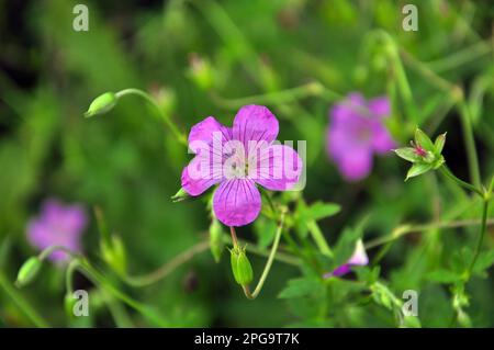 Géranium croissant parmi les herbes dans la nature Banque D'Images