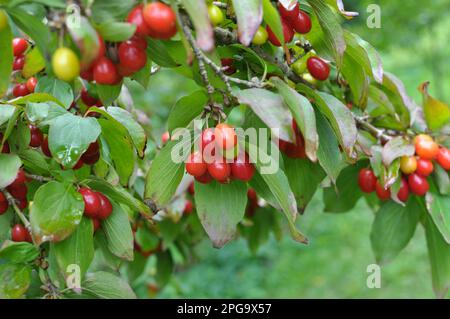 Dans le jardin sur une branche d'arbre mûrissent des fruits en bois de chien Banque D'Images