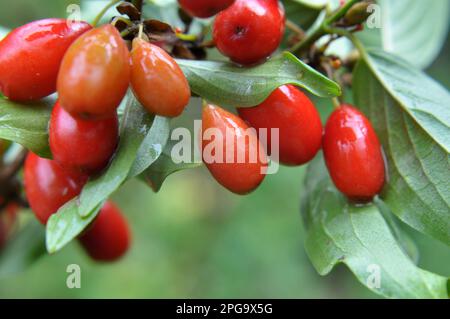 Dans le jardin sur une branche d'arbre mûrissent des fruits en bois de chien Banque D'Images