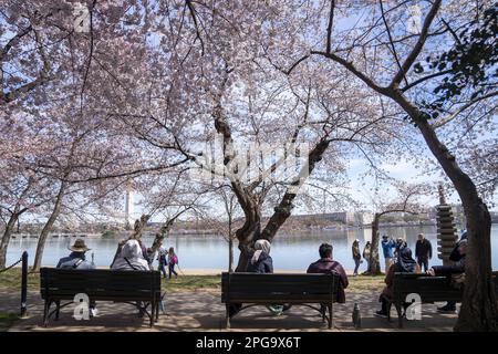 Washington, États-Unis. 21st mars 2023. Les gens s'assoient parmi les cerisiers en fleurs, qui devraient atteindre leur pic de floraison la semaine prochaine, le long du bassin de Tidal à Washington, DC mardi, 21 mars 2023. Photo de Bonnie Cash/UPI Credit: UPI/Alay Live News Banque D'Images