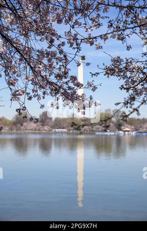 Washington, États-Unis. 21st mars 2023. Le monument de Washington est vu parmi un cerisier fleuri et se reflète dans le bassin de Tidal à Washington, DC mardi, 21 mars 2023. Le Service des parcs nationaux prévoit que les fleurs frapperont le pic de floraison la semaine prochaine. Photo de Bonnie Cash/UPI Credit: UPI/Alay Live News Banque D'Images