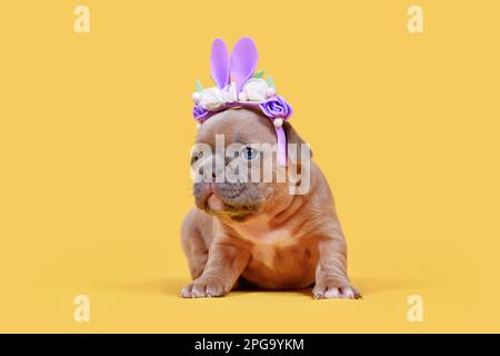 Chien Bulldog français chiot habillé comme lapin de Pâques avec des oreilles de lapin serre-tête avec des fleurs sur fond jaune Banque D'Images