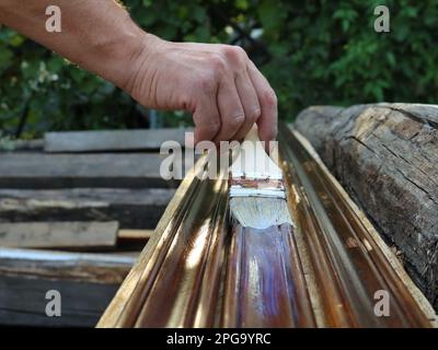 vernissage de plancher plinthes en bois avec vernis foncé pour révéler la texture du bois, une main avec un pinceau applique un vernis sur le bois Banque D'Images