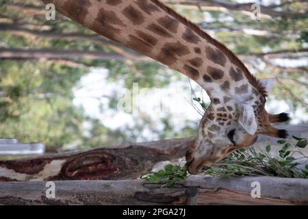 Girafe au parc national de Bannerghatta Bangalore situé dans le zoo. Refuges de la faune sauvage de la forêt à Karnataka Inde Banque D'Images