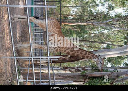 Girafe au parc national de Bannerghatta Bangalore situé dans le zoo. Refuges de la faune sauvage de la forêt à Karnataka Inde Banque D'Images