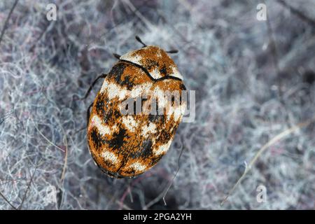 Coléoptère varié, Anthrenus verbasci. Adulte, Dermestidae. Banque D'Images