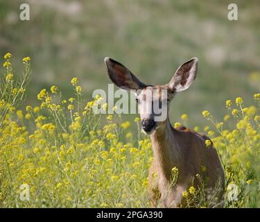 Le cerf mulet est debout dans un champ de fleurs jaunes dans le parc provincial Fish Creek, Canada. Odocoileus hemionus gros plan Banque D'Images