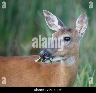 Gros plan sur le cerf de Virginie mangeant des feuilles dans le parc provincial Fish Creek, Calgary, Alberta, Canada. (Odocoileus virginianus) Banque D'Images