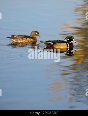 Paire de canards de bois nageant dans un étang au refuge d'oiseaux d'Inglewood, Calgary, Alberta, Canada. Parrainage AIX Banque D'Images