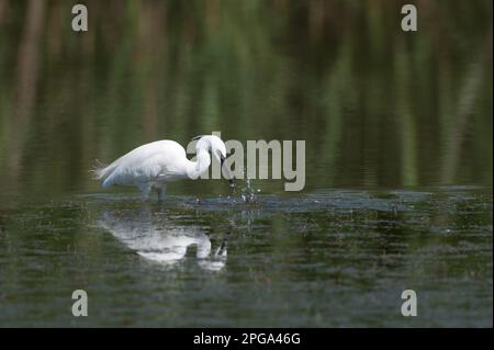 garzetta, fiume sele, oasi wwf di persano, serre, salerne, campanie, italie, Banque D'Images