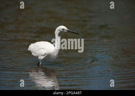 garzetta, fiume sele, oasi wwf di persano, serre, salerne, campanie, italie, Banque D'Images