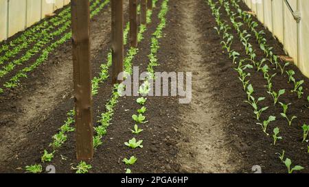 Plantules kohlrabi laitue épinards jeune plantation tubercule bio détail serre feuille champ racine culture ferme jardin culture Brassica oleracea gongy Banque D'Images