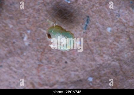 Fièvre jaune mousqutio (Aedes aegypti) pupae dans l'eau Banque D'Images