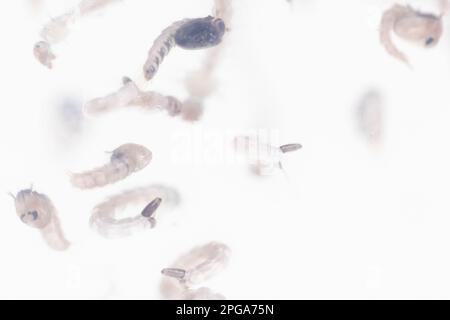 Fièvre jaune mousqutio (Aedes aegypti) pupae dans l'eau Banque D'Images