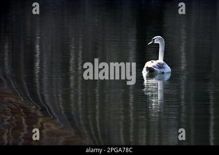 Gracieux jeune cygne muet nageant près du Danube dans la zone de protection de Dunajské Luhy, Slovaquie Banque D'Images