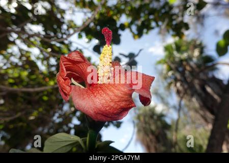 Talipariti elatum (Syn. Hibicus elatus), Gran Canaria, San Agustin Banque D'Images