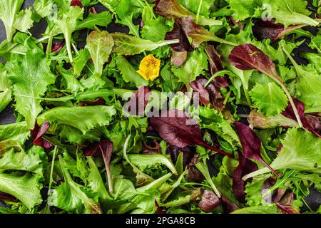 Salade de feuilles vertes et rouges, petite fleur jaune comestible, gros plan du dessus Banque D'Images
