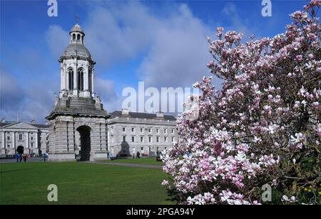 Trinity College, Dublin, vue sur l'ancien campanile central sur le campus avec un magnolia fleuri au printemps Banque D'Images