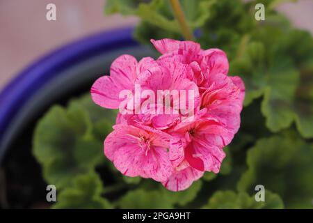 géranium rose en fleurs Banque D'Images