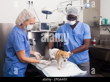 Les vétérinaires examinent un chien dans une clinique vétérinaire Banque D'Images